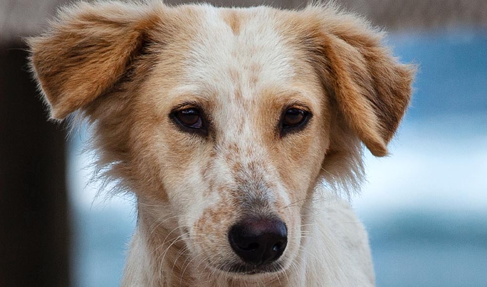 Rise in canine transmissible venereal tumour cases