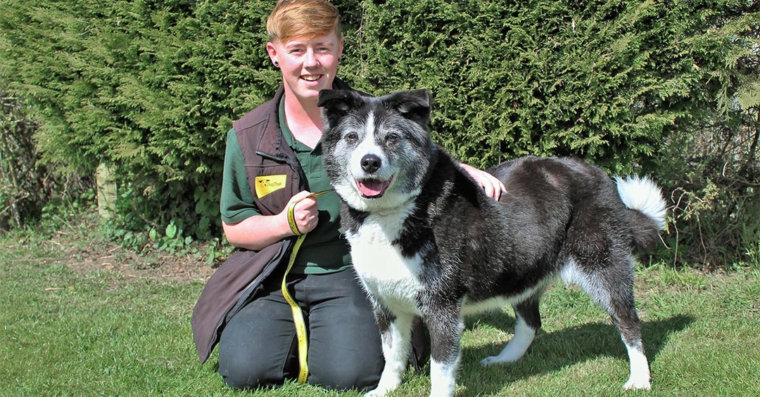 Campaign to give old dogs new digs