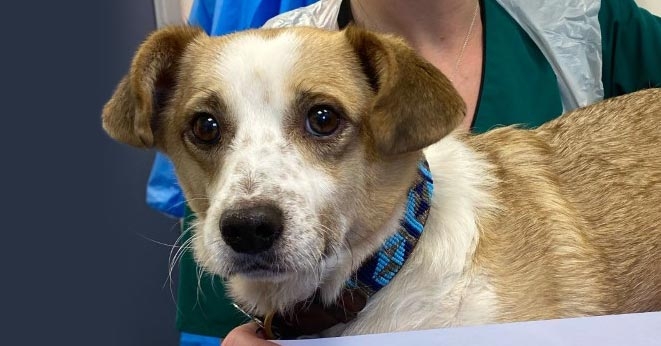 Positive prognosis for Mr Pickles after rare cancer treated