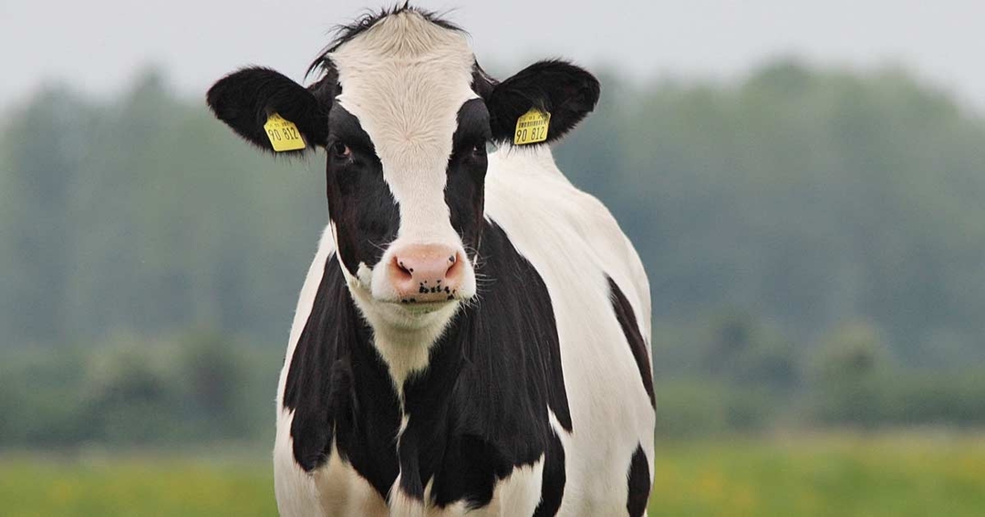 Updates on bovine fertility