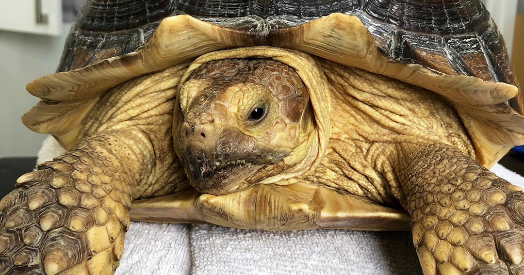 Suspected bladder stone in an African spurred tortoise