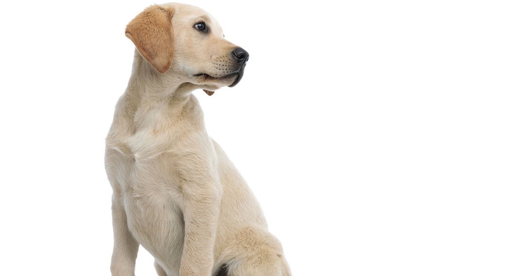 Canine 5-fluorouracil toxicosis