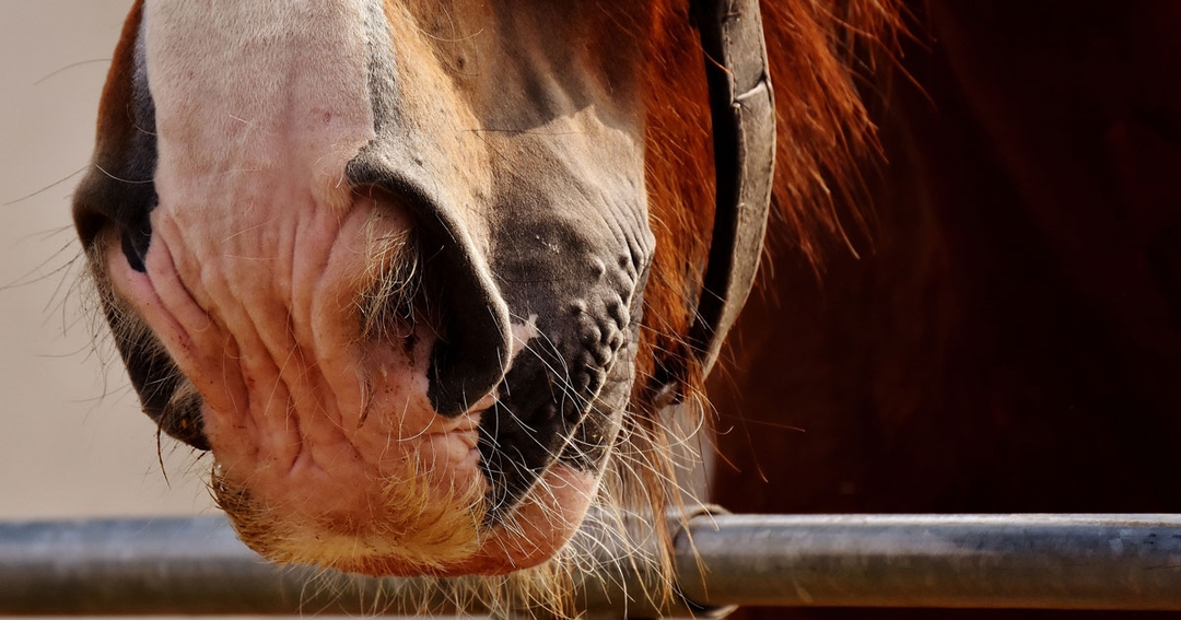 Equine respiratory diseases, part 1: infectious
