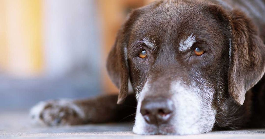 An age-old problem – caring for senior cats and dogs