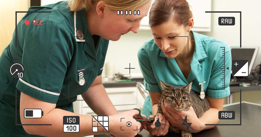 Vet nurse training video competition launched