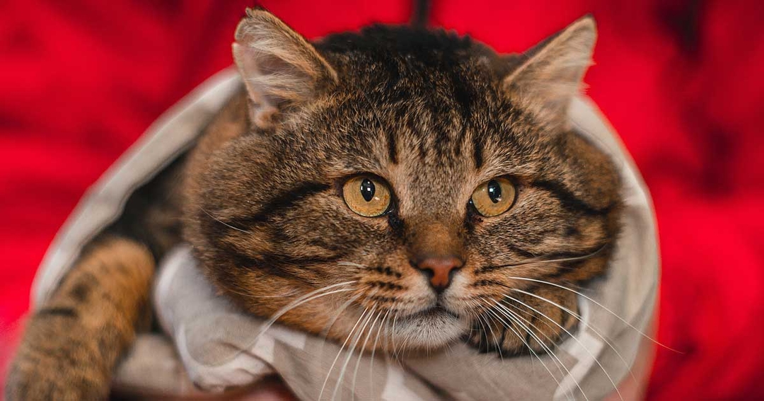 RVC seeks obese diabetic cats for diet study