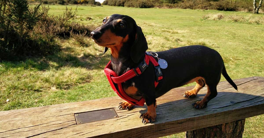 Surgeon saves Daisy from potential paralysis