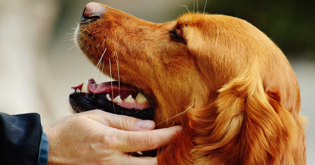 Last call for Dogs Trust grant applications