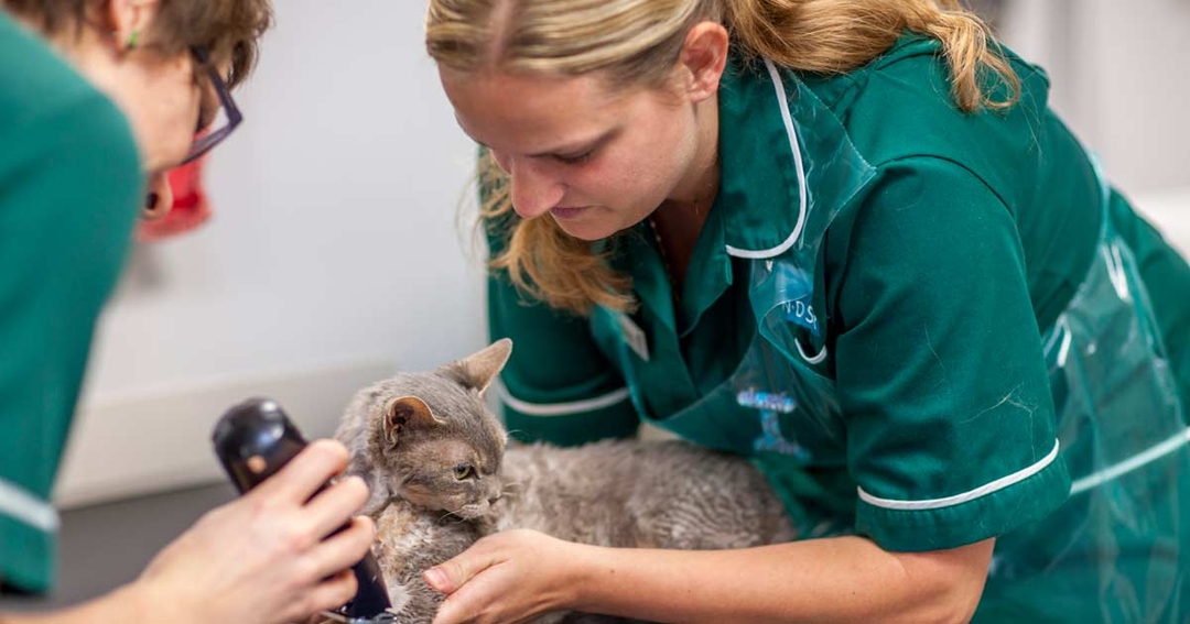 ‘Iconoclastic’ nursing structure launches at Surrey small animal hospital
