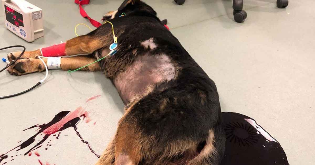 Acute haemorrhagic diarrhoea syndrome in canine patients