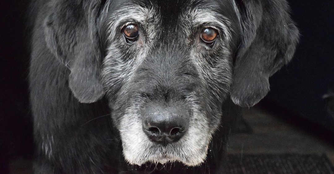 PetSavers Old Age Pets project theme for latest BSAVA webinar