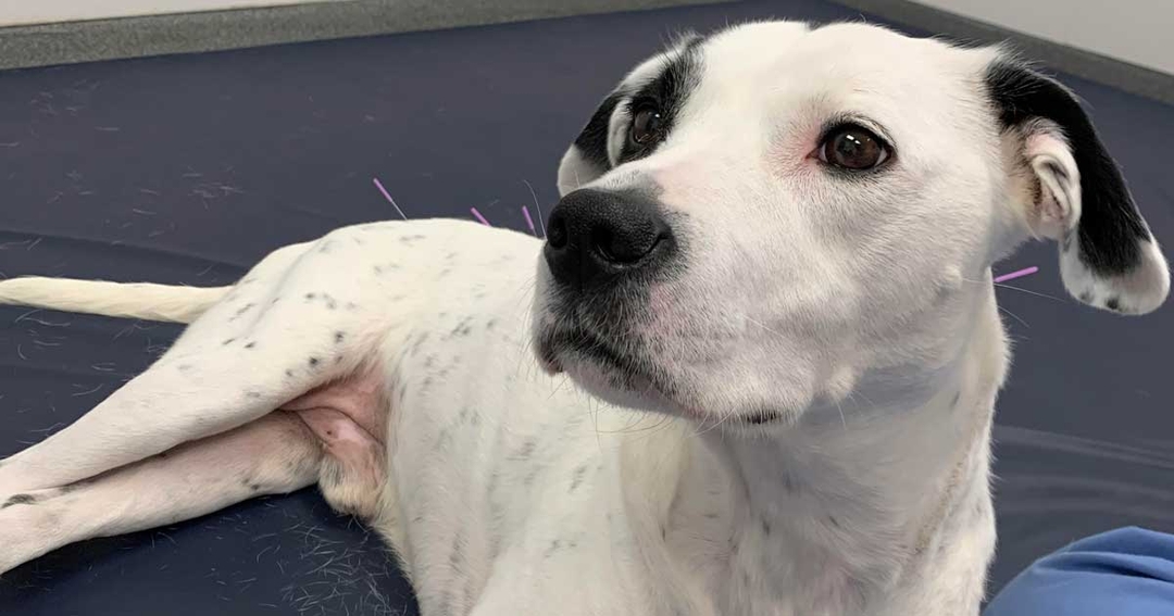 Super Cooper back on feet after intricate spinal surgery