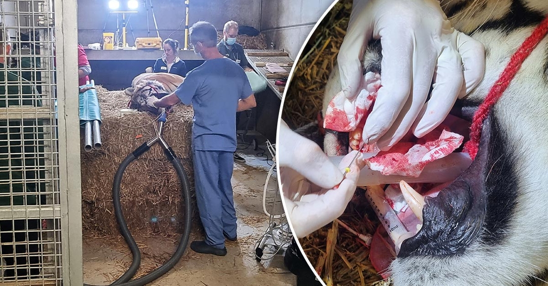 Vet team earns its stripes after two-hour dental surgery on tiger