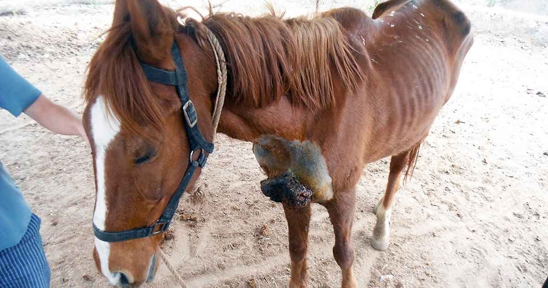 Sarcoid tumour in a mare
