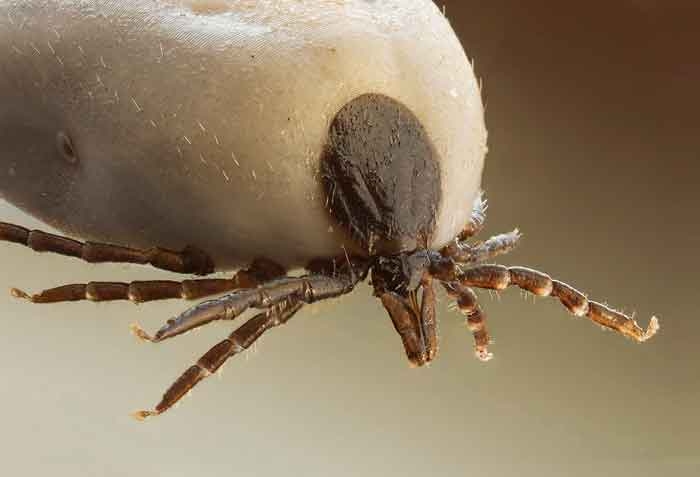 Dealing with cattle ectoparasites
