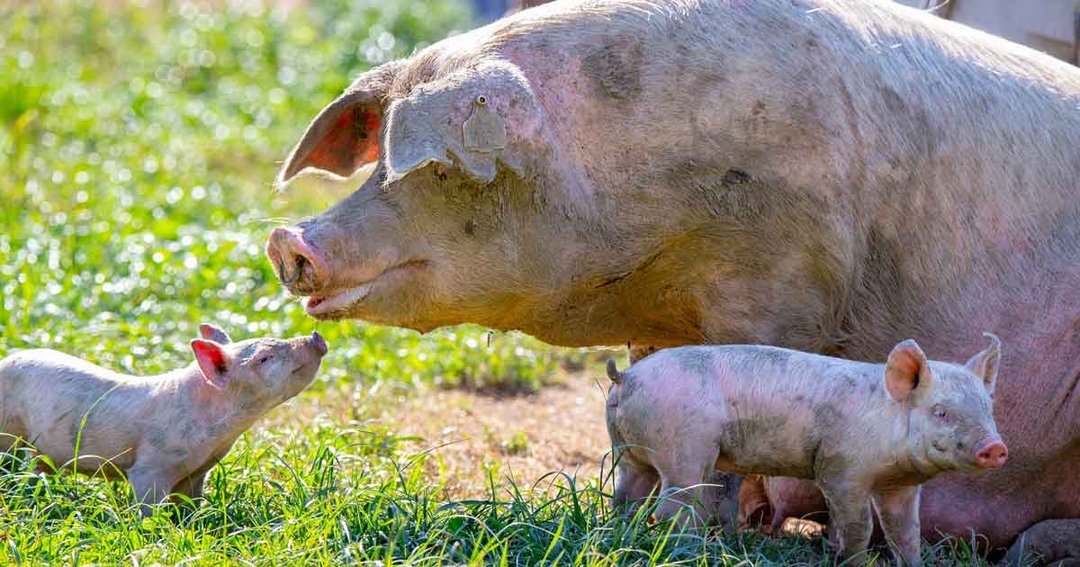 PCV2 mass vaccination in gilts and sows to overcome PDNS