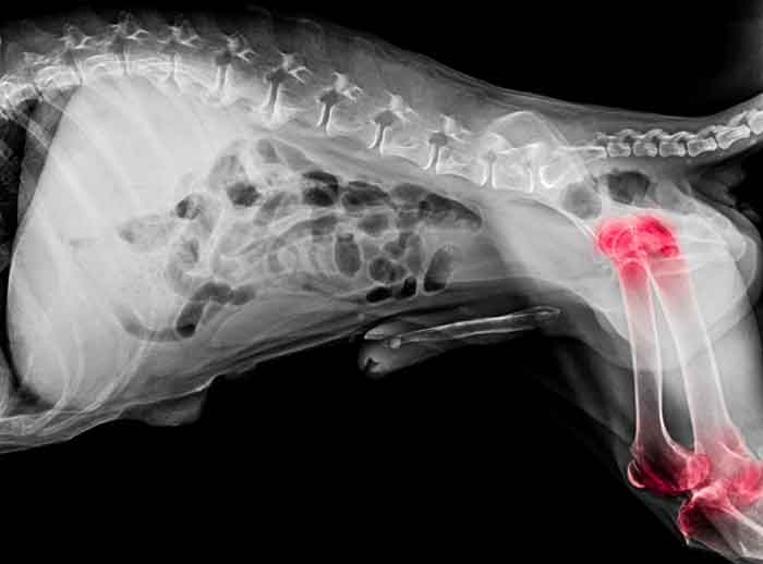 Diagnosing OA in dogs – part 1