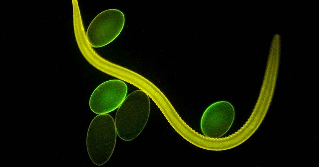 Updates on cattle endoparasites