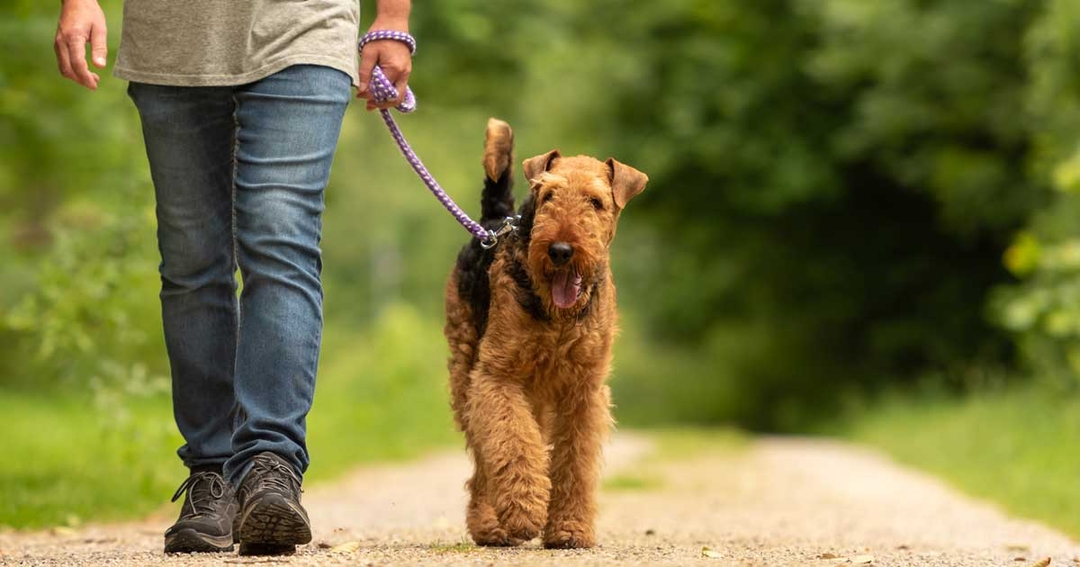 Study highlights priority clash on future research into canine epilepsy 