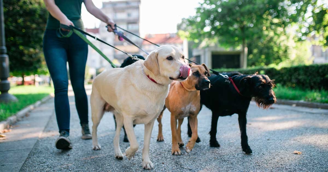 Pet boom creates shortage of donated tissue 