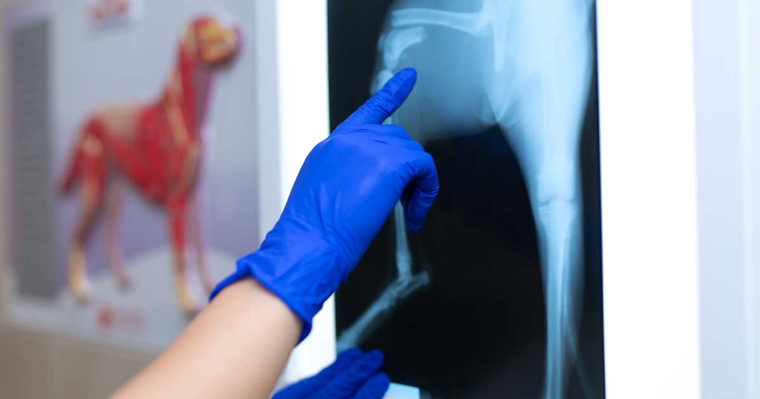 BSAVA announces new postgraduate certificate in small animal diagnostic imaging