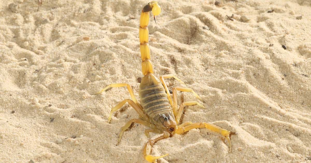 Investigation lifts lid on dangerous wild animal ownership