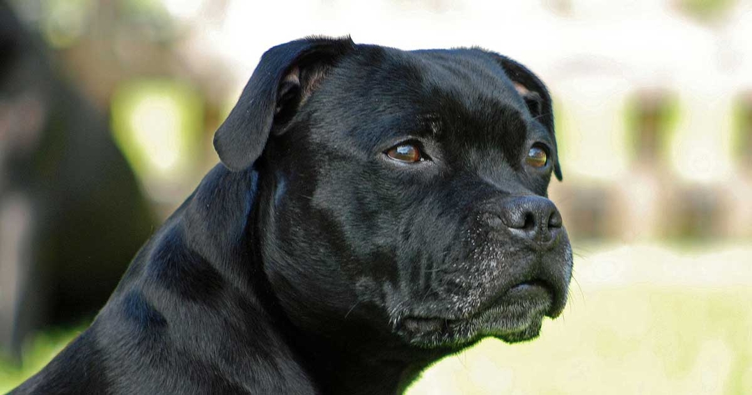 Research reveals dogs most stolen across UK