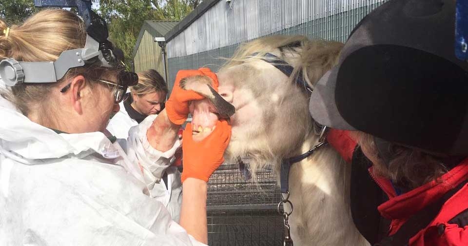 BEVA Trust seeks volunteers for welfare clinics