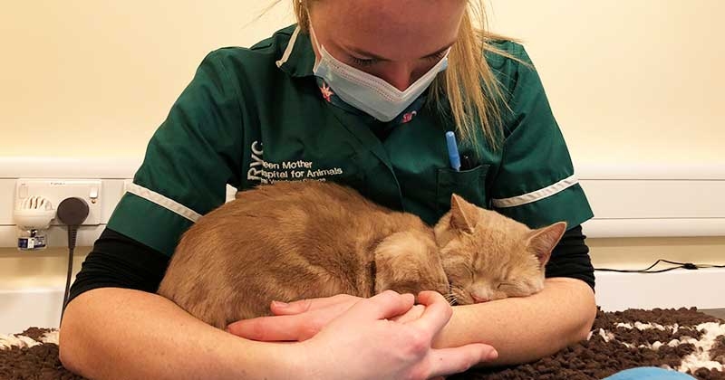 RVC recognises animal blood donors