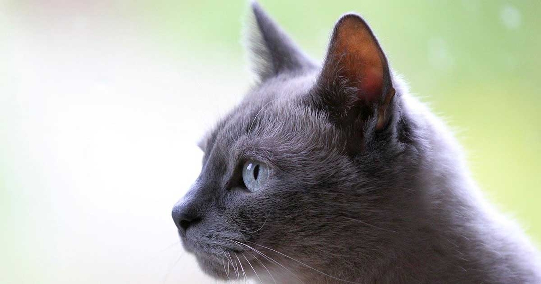 Pancytopenia outbreak kills 175 cats 