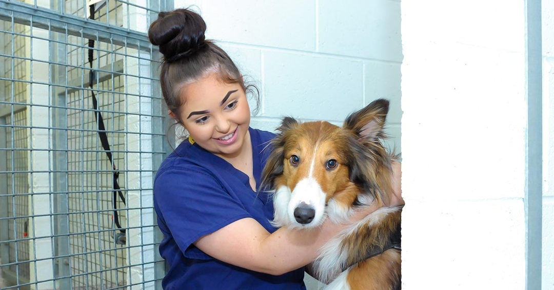 Trio of successes for Kentdale vet nurses