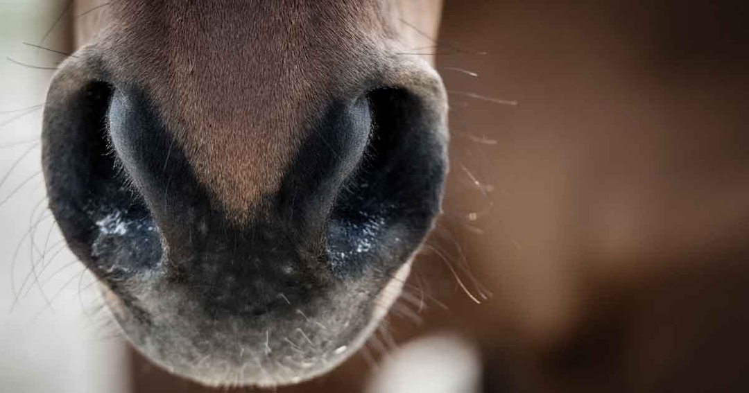 Equine respiratory diseases part 2: non-infectious