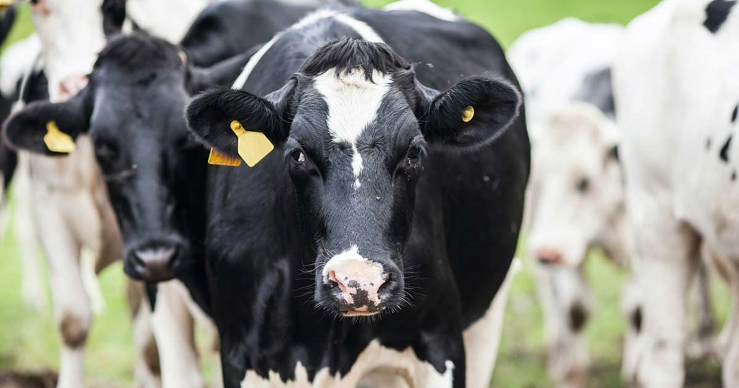 Public at ‘no risk’ after BSE case confirmation
