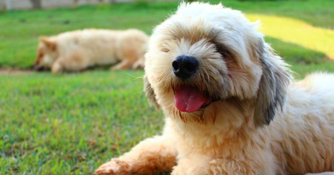 Dry eye in the house: RVC research reveals breed prevalence