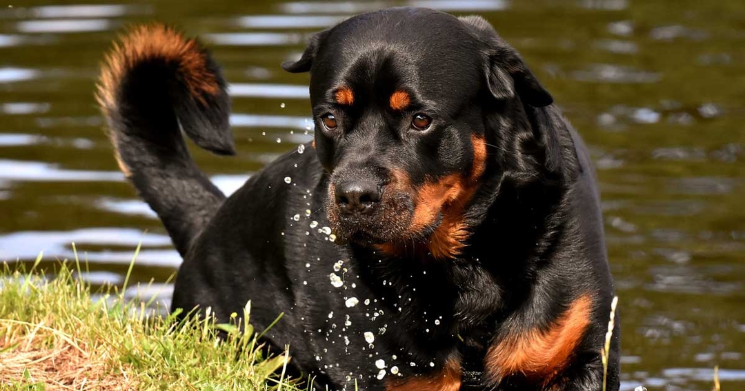 BVA warns owners about blue-green algae