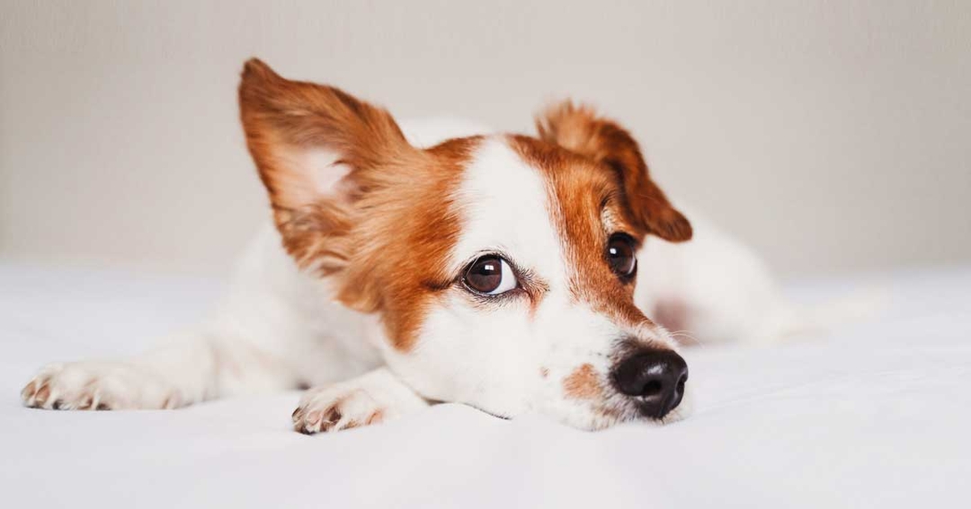 Aural dermatology cases  – utilisation of veterinary nurses