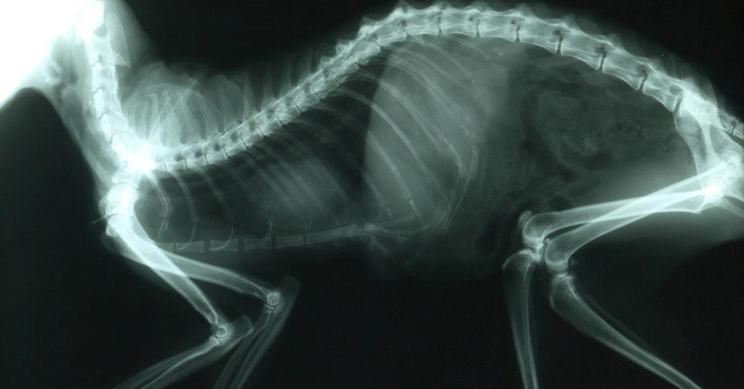 New BSAVA interactive diagnostics sessions