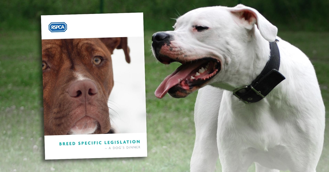 New report slams Dangerous Dogs Act
