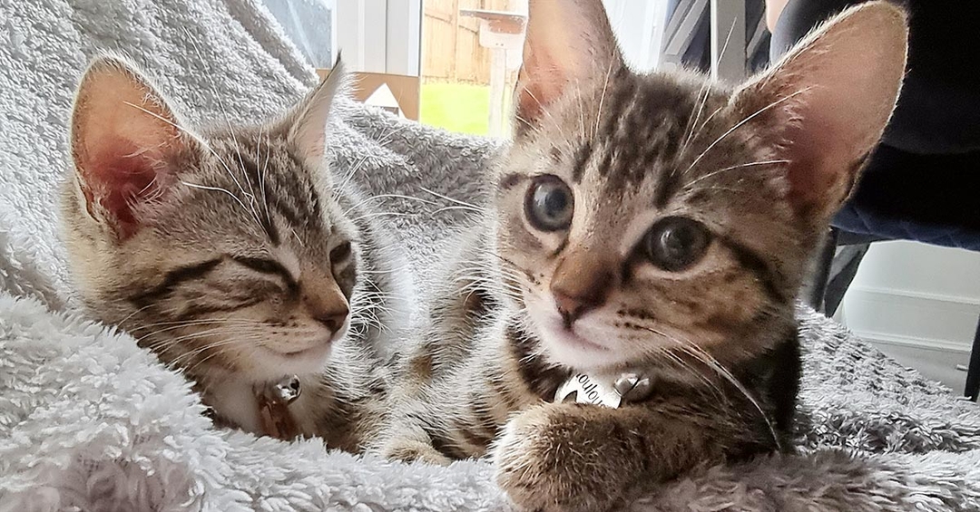Kitten survives op to give it a new anus