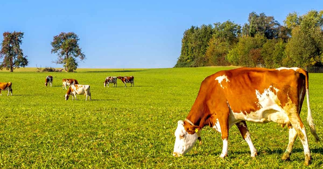Unexpected BVD breakdown – establishing source of infection