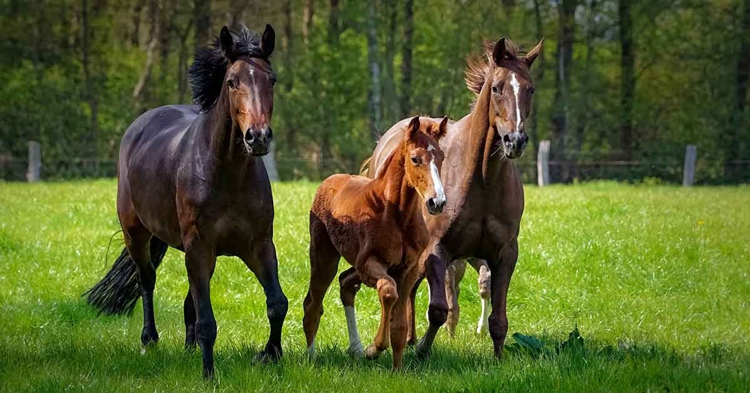 Partial IV anaesthesia in horses