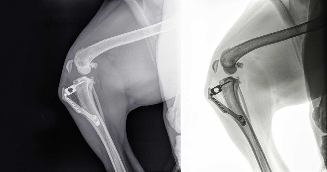 Canine Cruciate Registry goes live