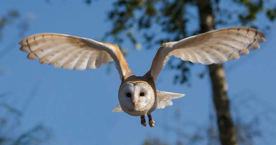 It’s a bird, it’s a plane: RVC science helps Royal Society event take flight