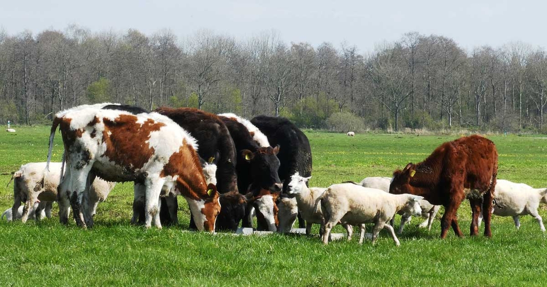 Livestock sector sets bold BVD eradication plans
