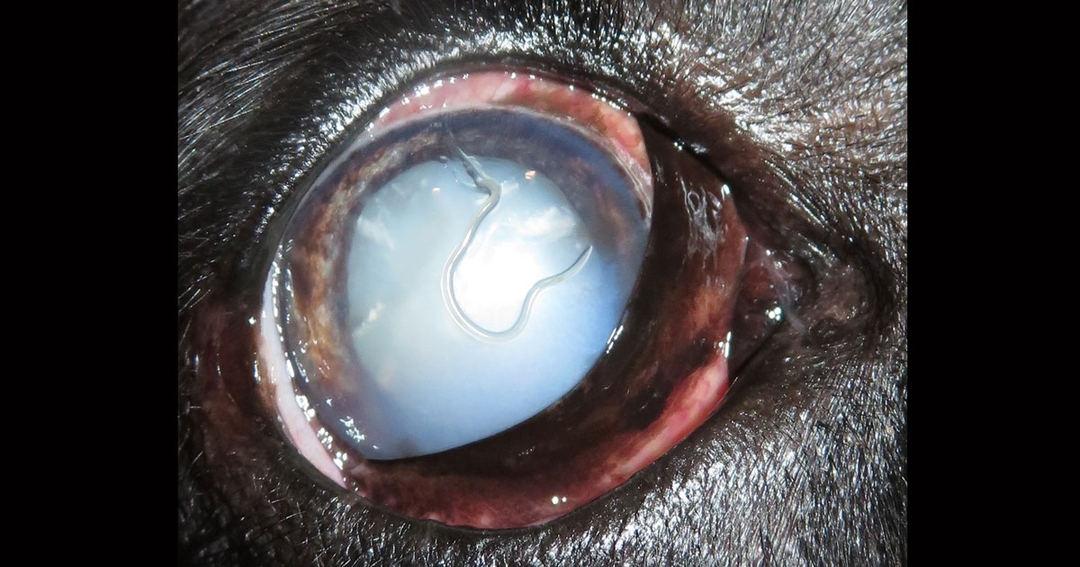 Vet discovers rare zoonotic eye endoparasite in Labrador retriever patient    