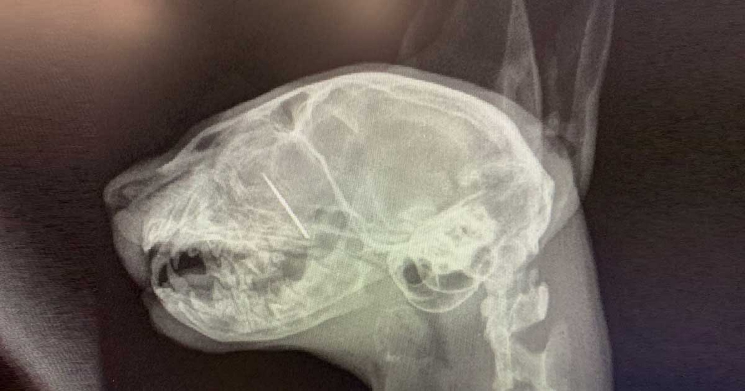 Pinpoint precision saves kitten with sewing needle lodged close to eye