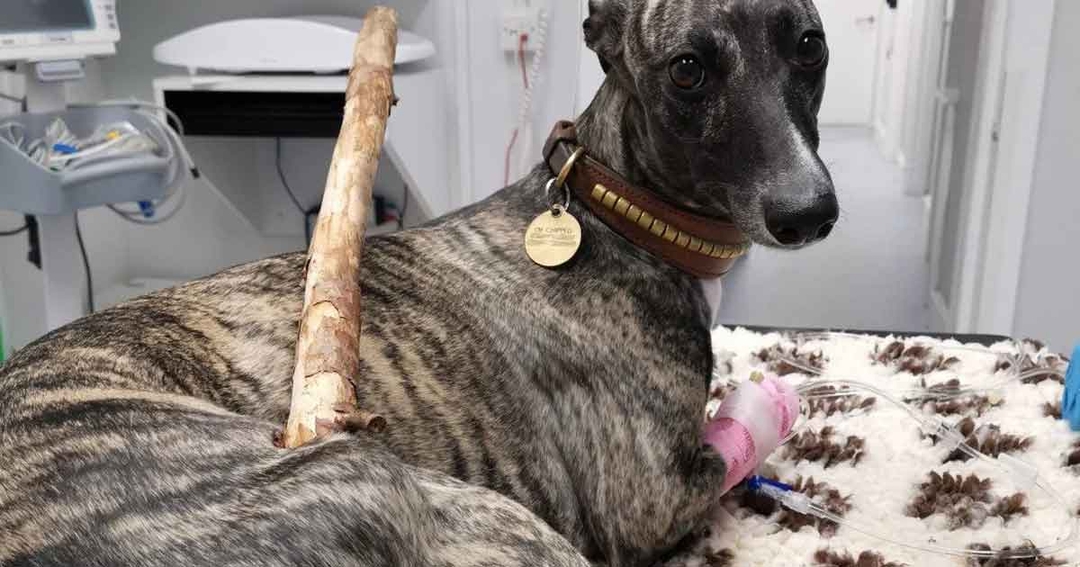 Two-foot branch removed from whippet’s leg 