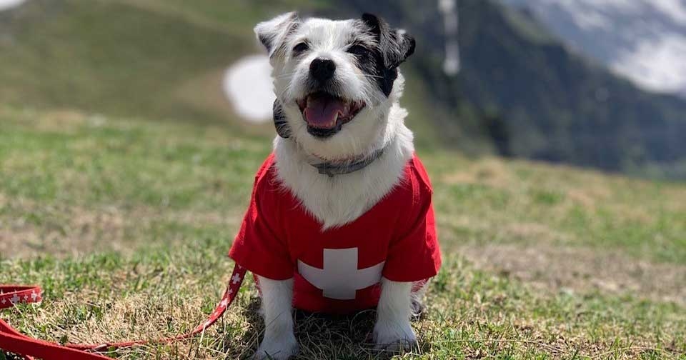 Dog with suspected COVID-19 back to full fitness after vet’s help 