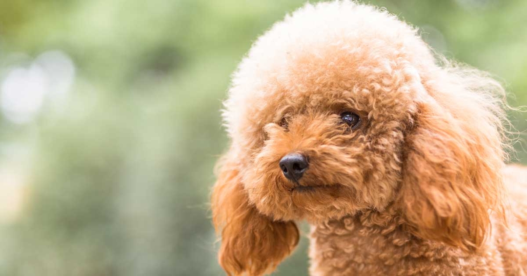 Research reveals need for greater knowledge about undesirable behaviour in dogs