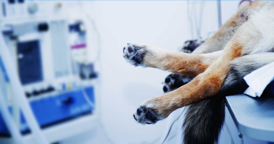 Managing anaesthesia – a veterinary nurse’s role throughout